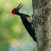 Datel indomalajsky - Dryocopus javensis - White-bellied Woodpecker o0693